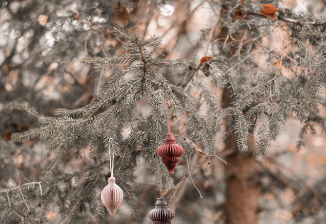 Nachhaltiger Weihnachtsbaum - geht das überhaupt? Ich habe Vor- und Nachteile von Weihnachtsbäumen und Alternativen zusammengestellt. #weihnachten #weihnachtsbaum #nachhaltigkeit