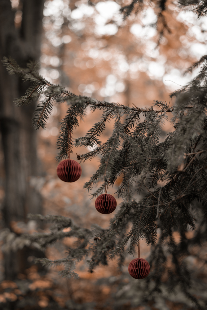 Nachhaltiger Weihnachtsbaum - geht das überhaupt? Ich habe Vor- und Nachteile von Weihnachtsbäumen und Alternativen zusammengestellt. #weihnachten #weihnachtsbaum #nachhaltigkeit