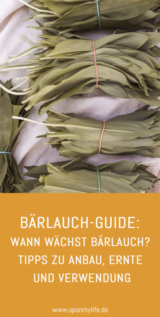 Bärlauch-Guide: Wann wächst Bärlauch? Tipps zu Anbau, Ernte und Verwendung zeige ich dir. Damit du sicher wilden Bärlauch ernten kannst. #bärlauch #selbstversorger #ernten #rezept