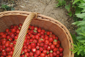 Saisonkalender Juni: Saisonales Obst und Gemüse im frühen Sommermonat Juni. Ernte von Kirschen, Erdbeeren, Mangold, Radieschen ...