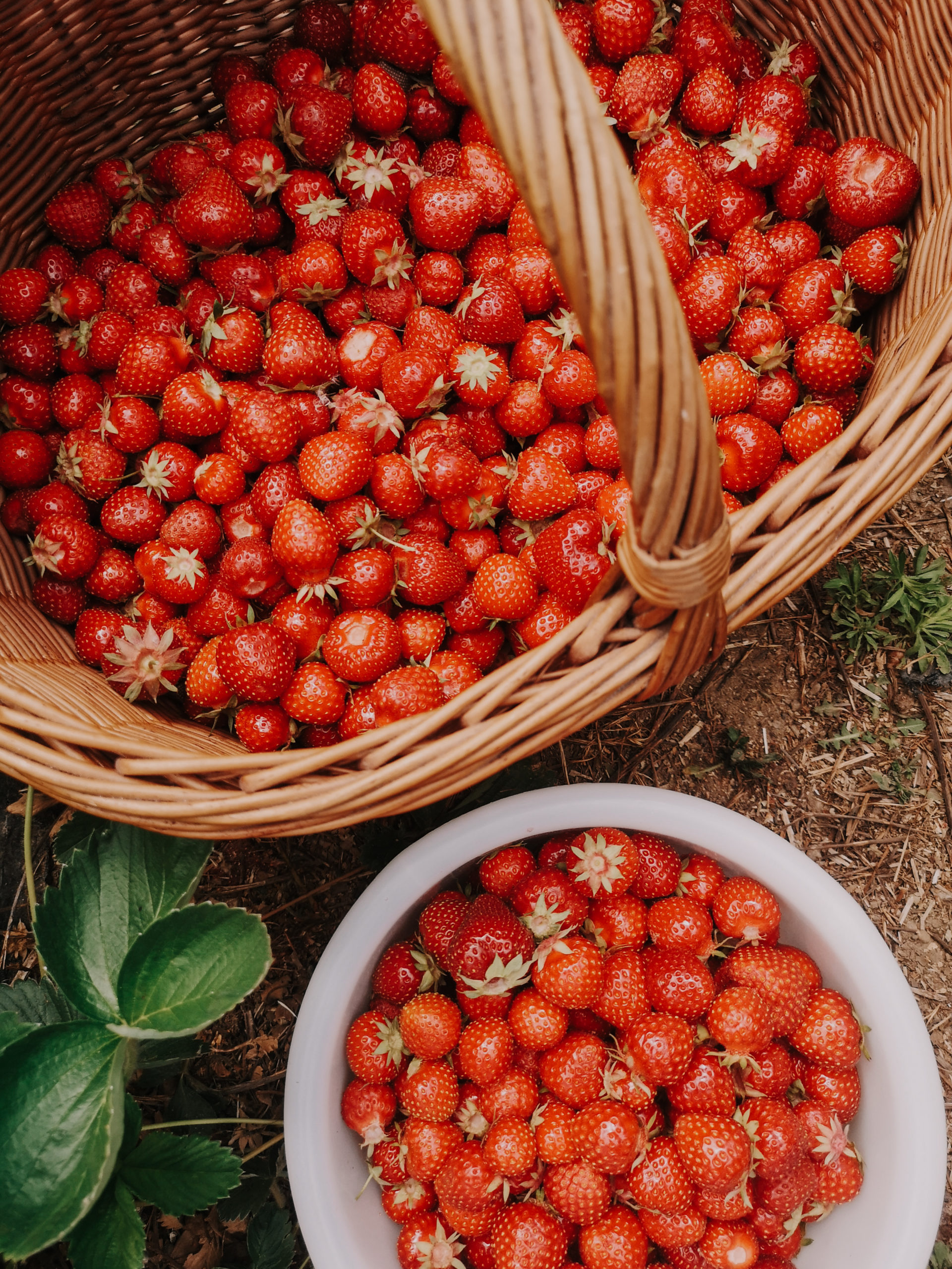 Saisonkalender Juni Saisonales Obst und Gemüse im Sommer