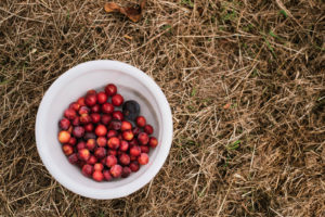 Saisonkalender August: Saisonales Obst und Gemüse im späten Sommermonat August. Ernte von Brombeeren, Kartoffeln, Stachelbeeren, Himbeeren ...