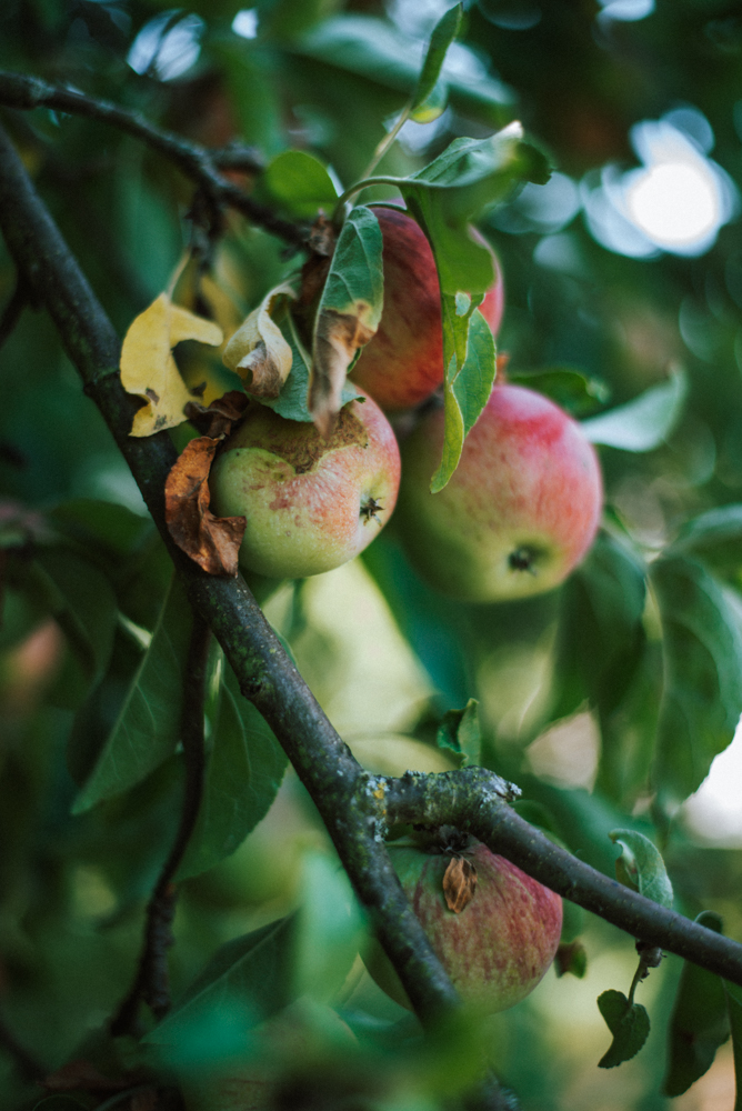 Saisonkalender Oktober: Saisonales Obst und Gemüse im spätsommerlichen Monat Oktober. Ernte Äpfel, Wirsing, Birnen, Rosenkohl und Quitten