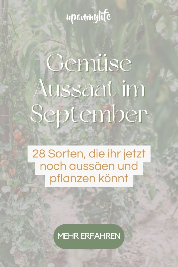 Gartenjahr: Gemüse Aussaat im September - 28 Sorten, die ihr jetzt aussäen könnt: Spinat, Radieschen, Feldsalat, Portulak, Mangold, Kohl, ...