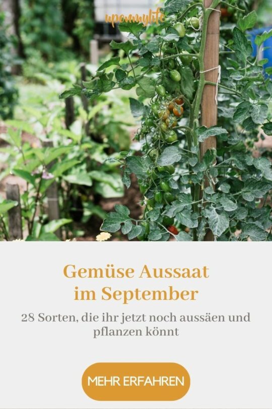 Gemüse Aussaat im September 28 Sorten, die ihr jetzt noch aussäen und