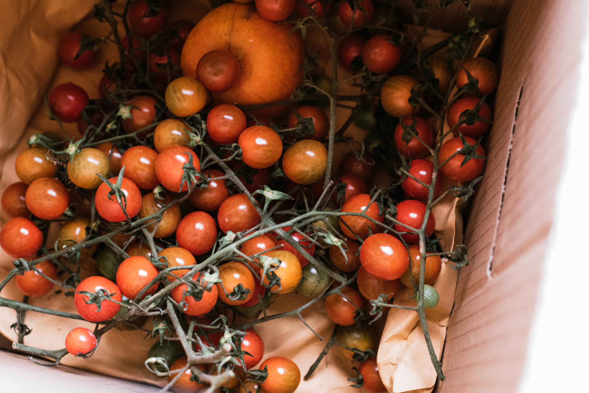 Frost droht und die Tomaten sind noch grün? Erntet sie schnell und lasst sie im Haus nachreifen. Wie Tomaten nachreifen gelingt? Mehr hier!