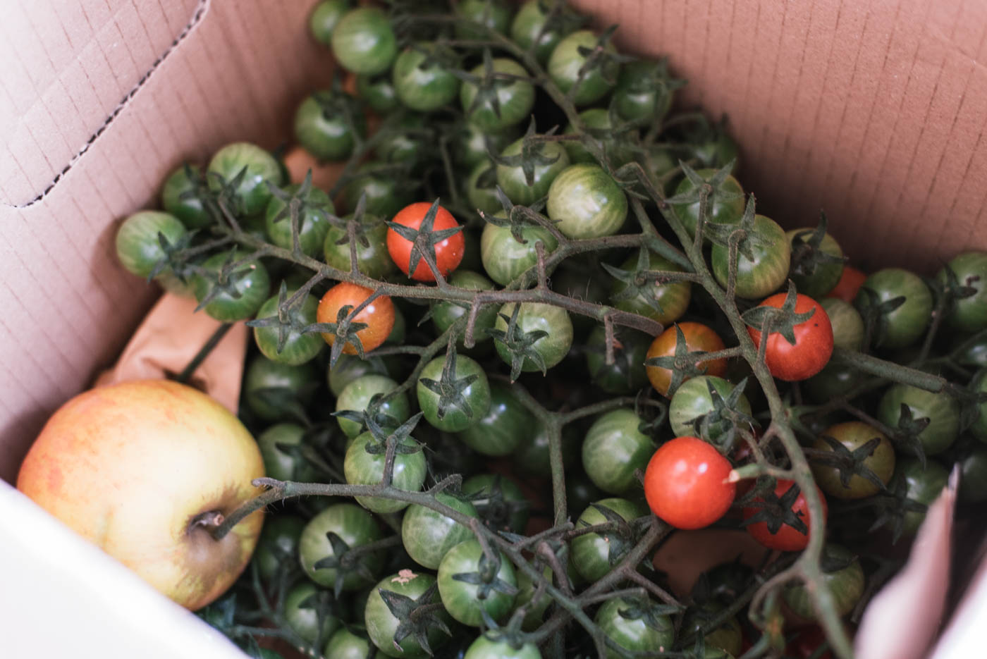 Frost droht und die Tomaten sind noch grün? Erntet sie schnell und lasst sie im Haus nachreifen. Wie Tomaten nachreifen gelingt? Mehr hier!