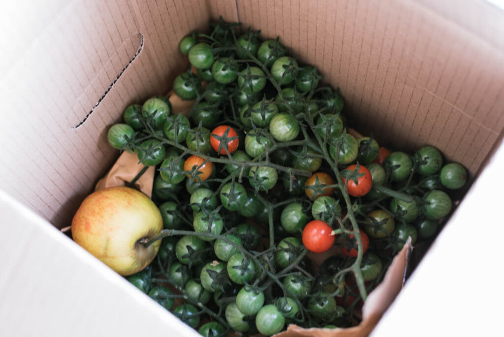 Grüne Tomaten nachreifen Die 6 besten Tipps Uponmylife