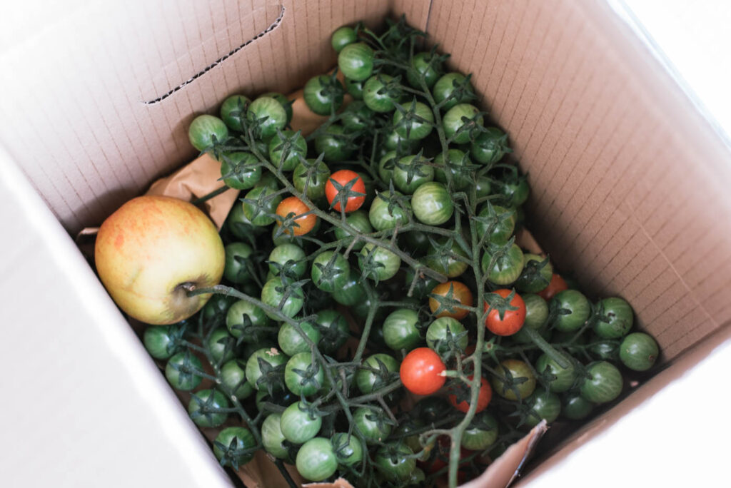 Grüne Tomaten nachreifen: Die 6 besten Tipps - Uponmylife