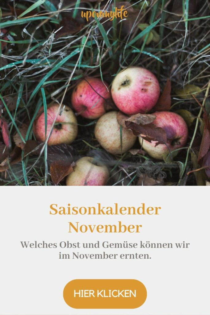 Saisonkalender November: Saisonales Obst und Gemüse im Herbstmonat hier in der Heimat: Spitzkohl, Äpfel, Wirsing, Lauch, Feldsalat, Rotkohl...