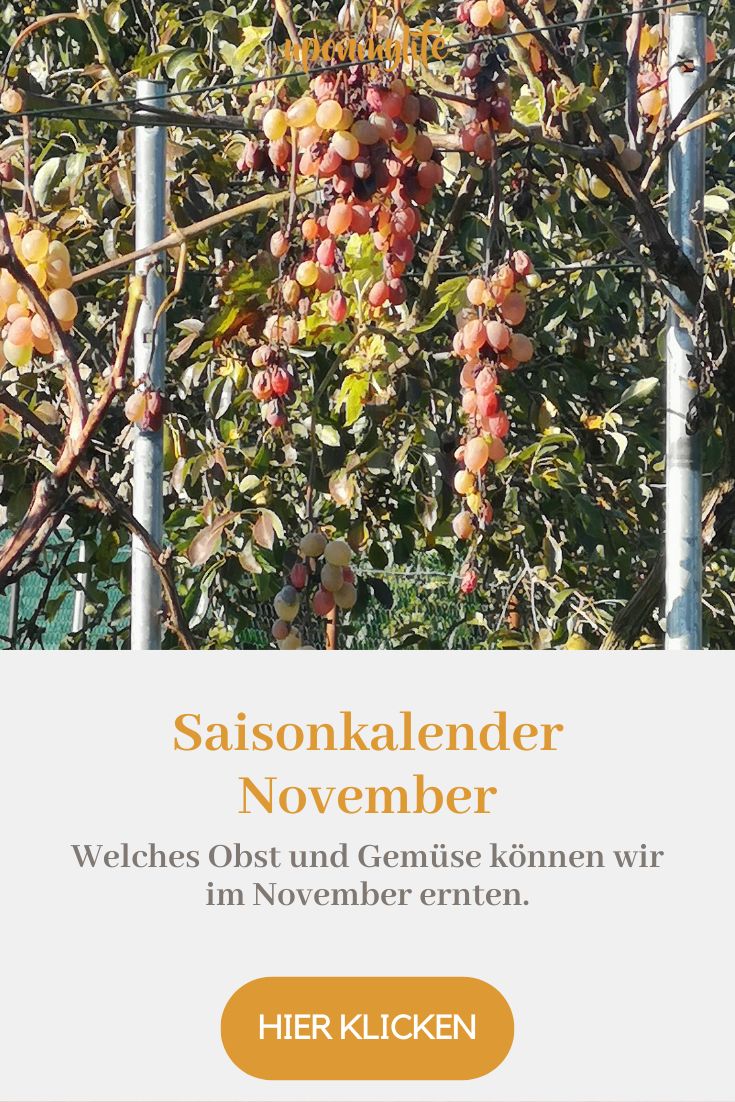 Saisonkalender November: Saisonales Obst und Gemüse im Herbst