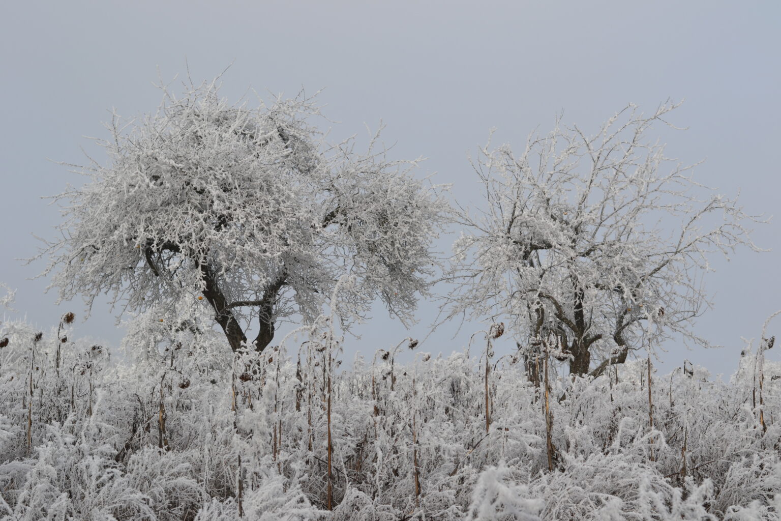 Saisonkalender Januar Regionales Obst Und Gem Se Im Winter