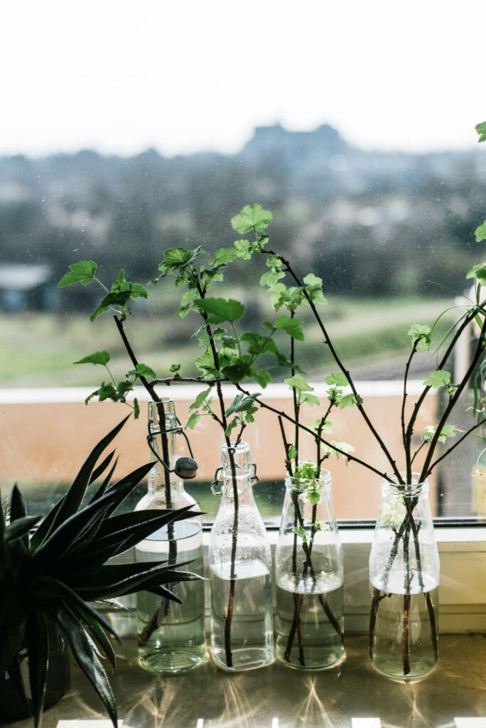 Pflanzen vermehren: 3 einfache Anleitungen zum Vermehren mit Stecklingen, Ablegern und mit Abmoosen - Schritt für Schritt erklärt