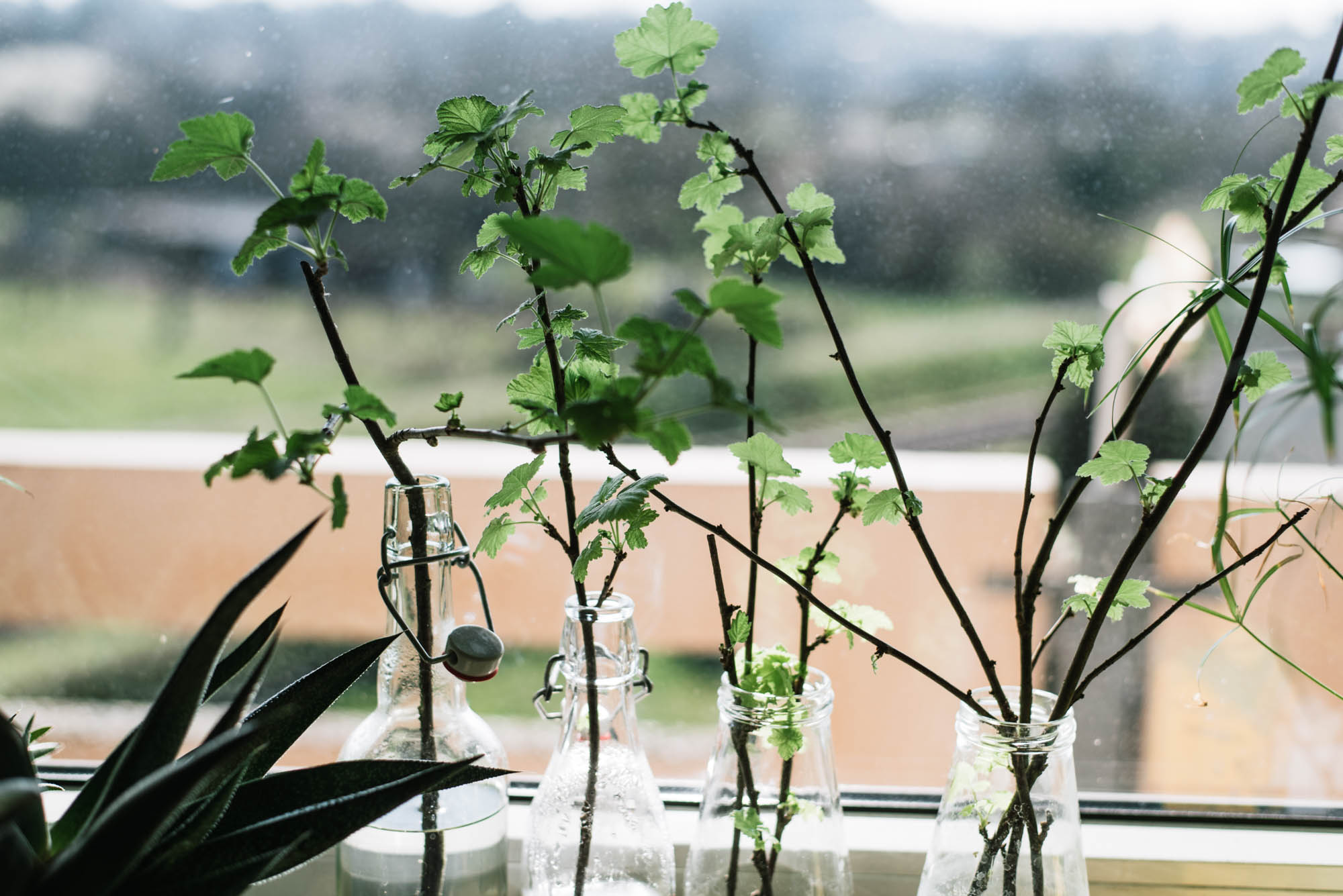 Pflanzen vermehren: 3 einfache Anleitungen zum Vermehren mit Stecklingen, Ablegern und mit Abmoosen - Schritt für Schritt erklärt