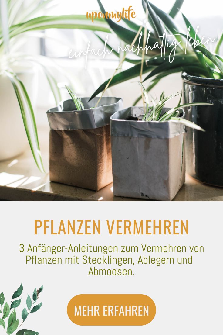 Pflanzen vermehren 3 verschiedene Anleitungen für Anfänger Uponmylife