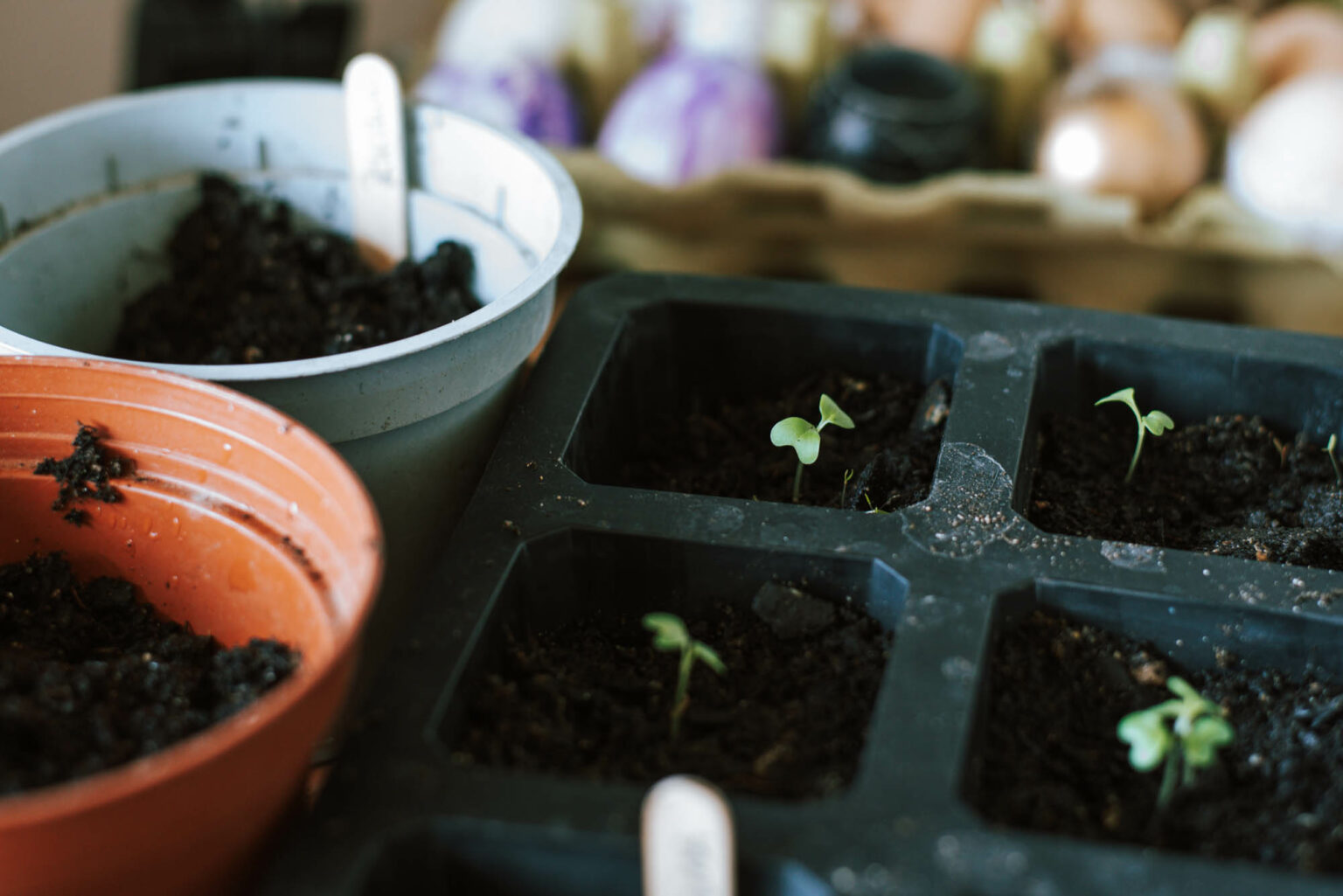 aussaat-im-januar-damit-startet-ihr-in-die-gartensaison-uponmylife
