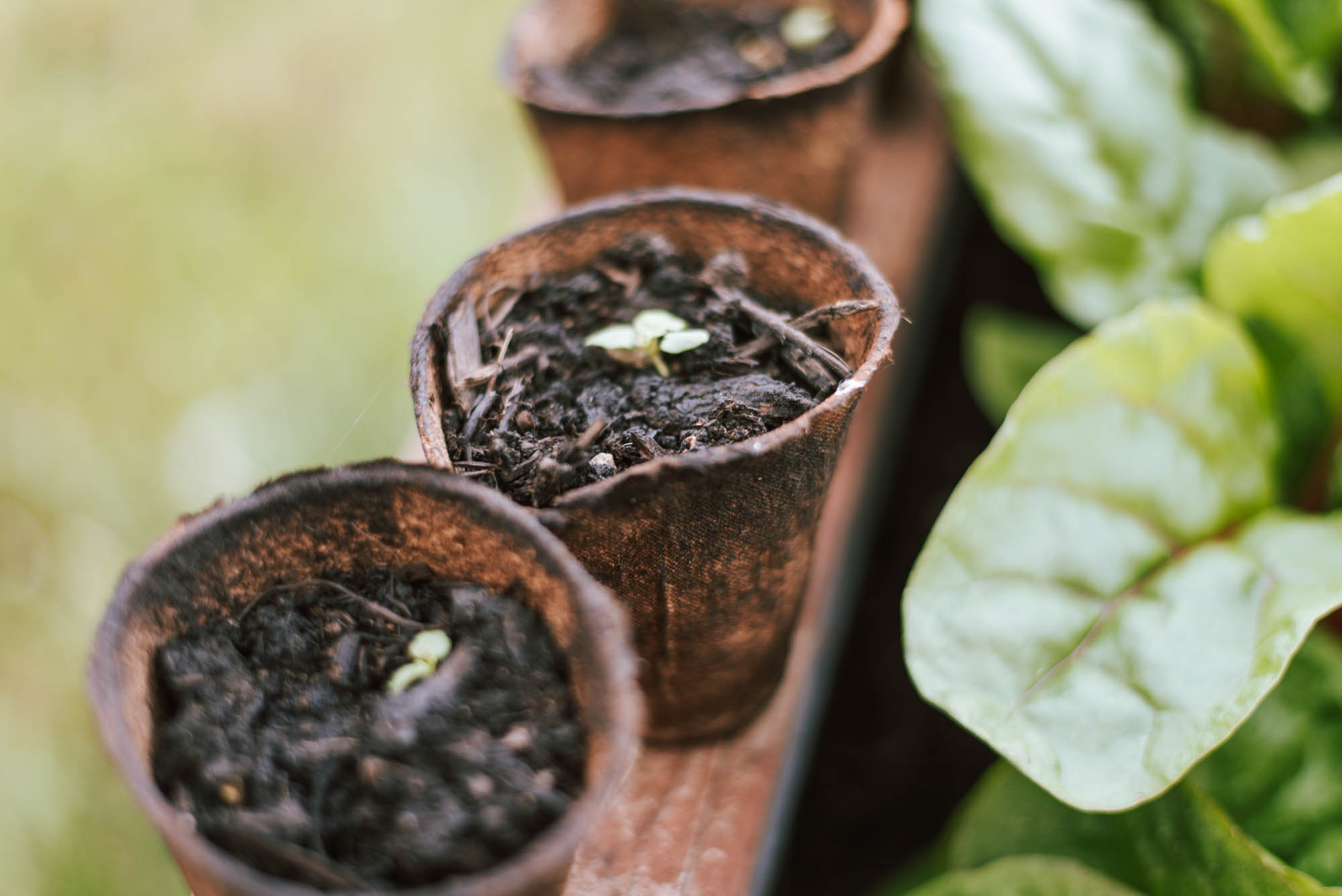 Wasser sparen im Garten: 8 Tipps, wie ihr euren Gemüsegarten weniger Gießen müsst, trotz Hitzewellen und Trockenheit UND die Umwelt schont