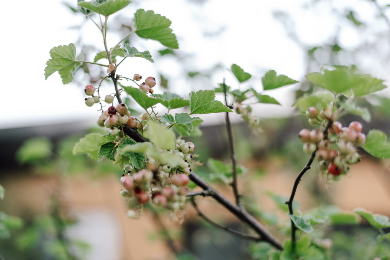 Beerensträucher vermehren Nie wieder Johannisbeeren kaufen! Uponmylife