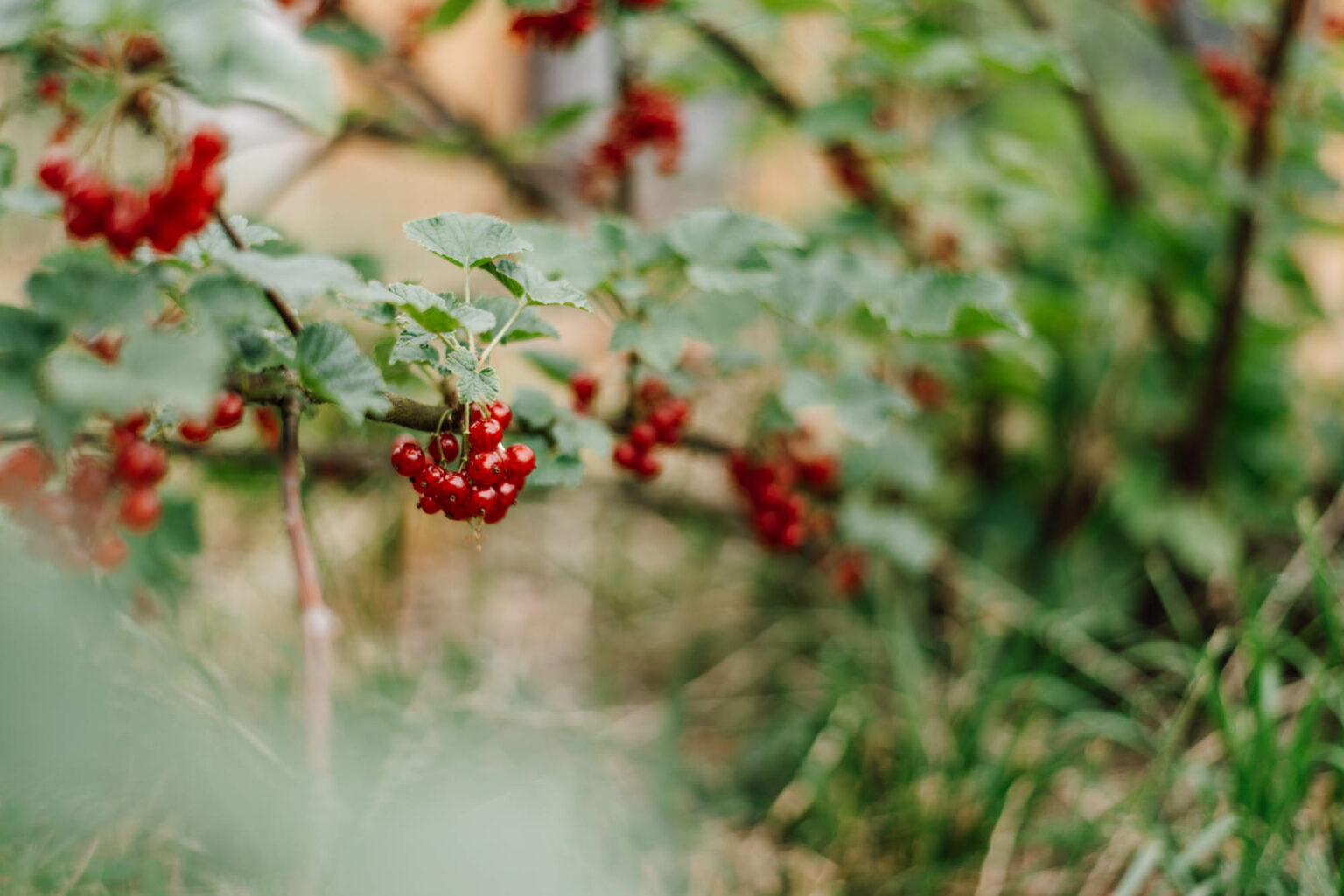 Beerensträucher vermehren Nie wieder Johannisbeeren kaufen! Uponmylife