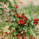 Saisonkalender Juli: Saisonales Obst und Gemüse im heißen Sommermonat Juli. Ernte von Kirschen, Himbeeren, Stachelbeeren, Radieschen ...