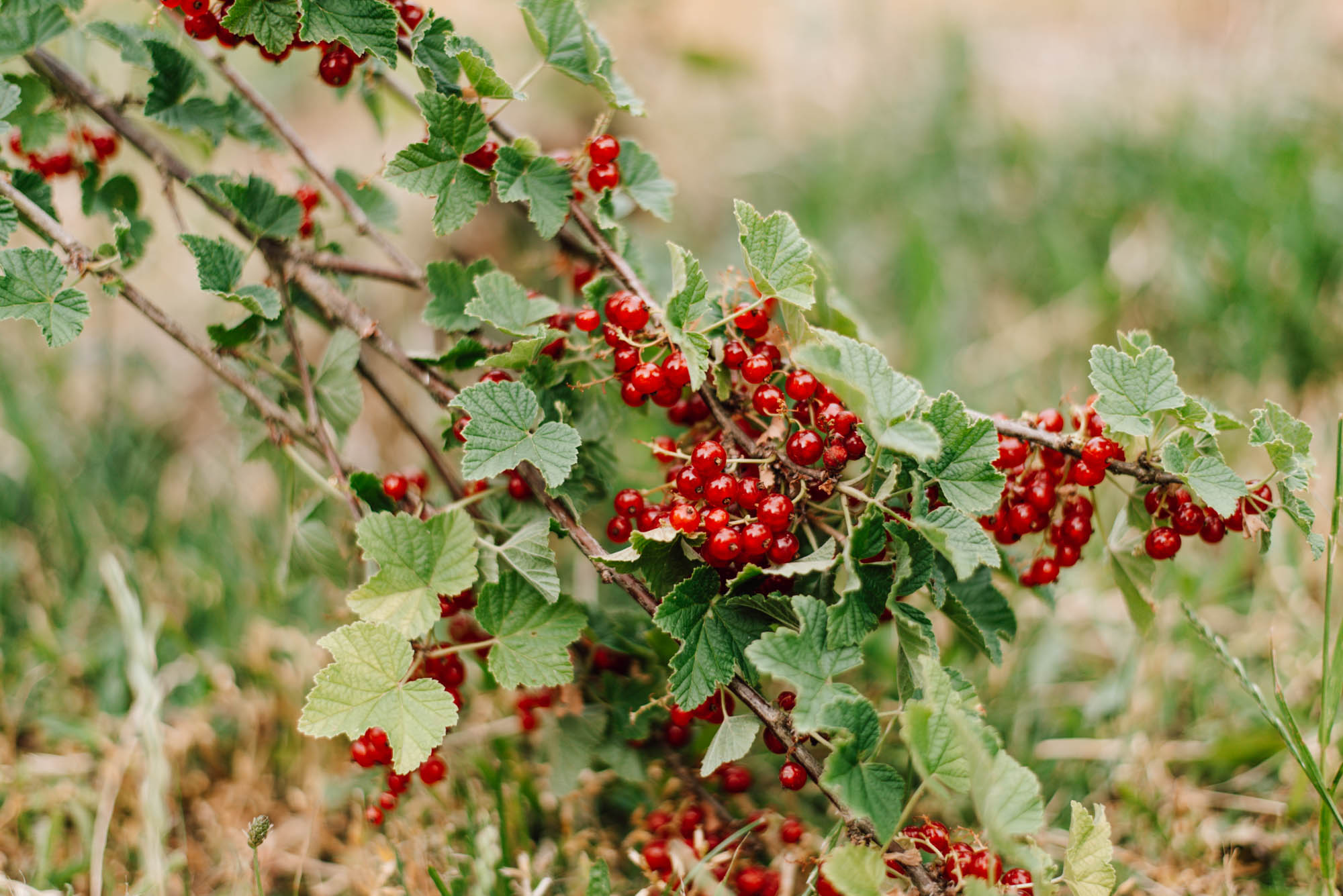 Saisonkalender Juli: Saisonales Obst und Gemüse im heißen Sommermonat Juli. Ernte von Kirschen, Himbeeren, Stachelbeeren, Radieschen ...
