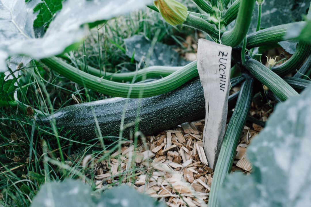 Mulchen im Gemüsegarten: Garten ohne Unkraut & Gießen? Mit Mulch geht das: Ich zeige euch Vorteile, Nachteile, Tipps & Mulch-Materialien