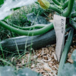 Mulchen im Gemüsegarten: Garten ohne Unkraut & Gießen? Mit Mulch geht das: Ich zeige euch Vorteile, Nachteile, Tipps & Mulch-Materialien