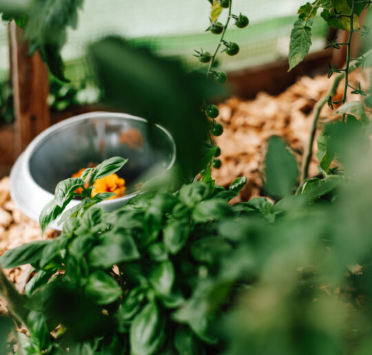 Vorteile der Mischkultur bei Tomaten & passende Pflanzen, die Wachstum & Ernte der Tomaten fördern & Schädlinge/ Krankheiten verhalten