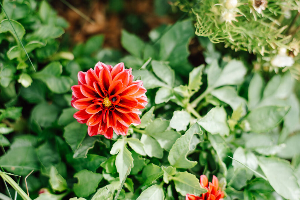 5 Tipps gegen Unkraut im eigenen Garten. Anleitung wie ich meinen Gemüse- Garten ohne Unkraut angelegt habe und wie das bei euch klappt