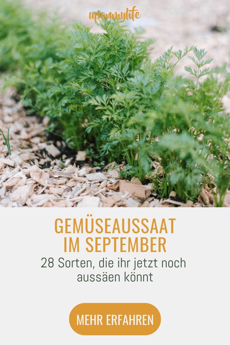 Gemüse Aussaat im September 28 Sorten, die ihr jetzt noch aussäen und