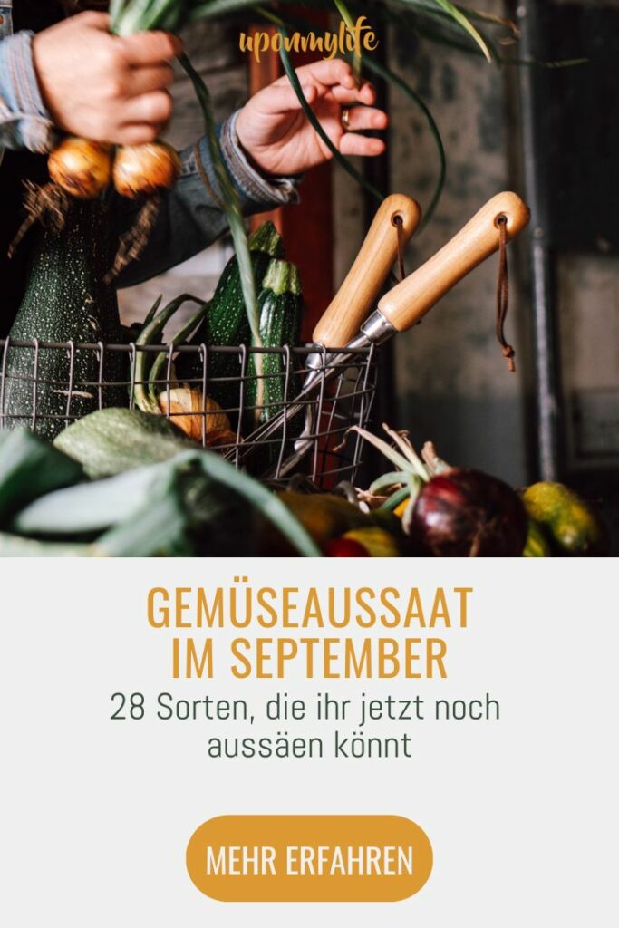 Saisonkalender September: Saisonales Obst und Gemüse im spätsommerlichen Monat September. Ernte von Zwetschgen, Kürbissen, Trauben, ...