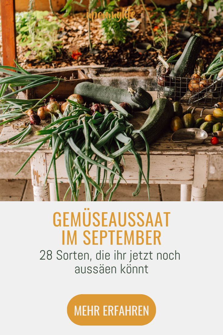 Gemüse Aussaat im September 28 Sorten, die ihr jetzt noch aussäen und