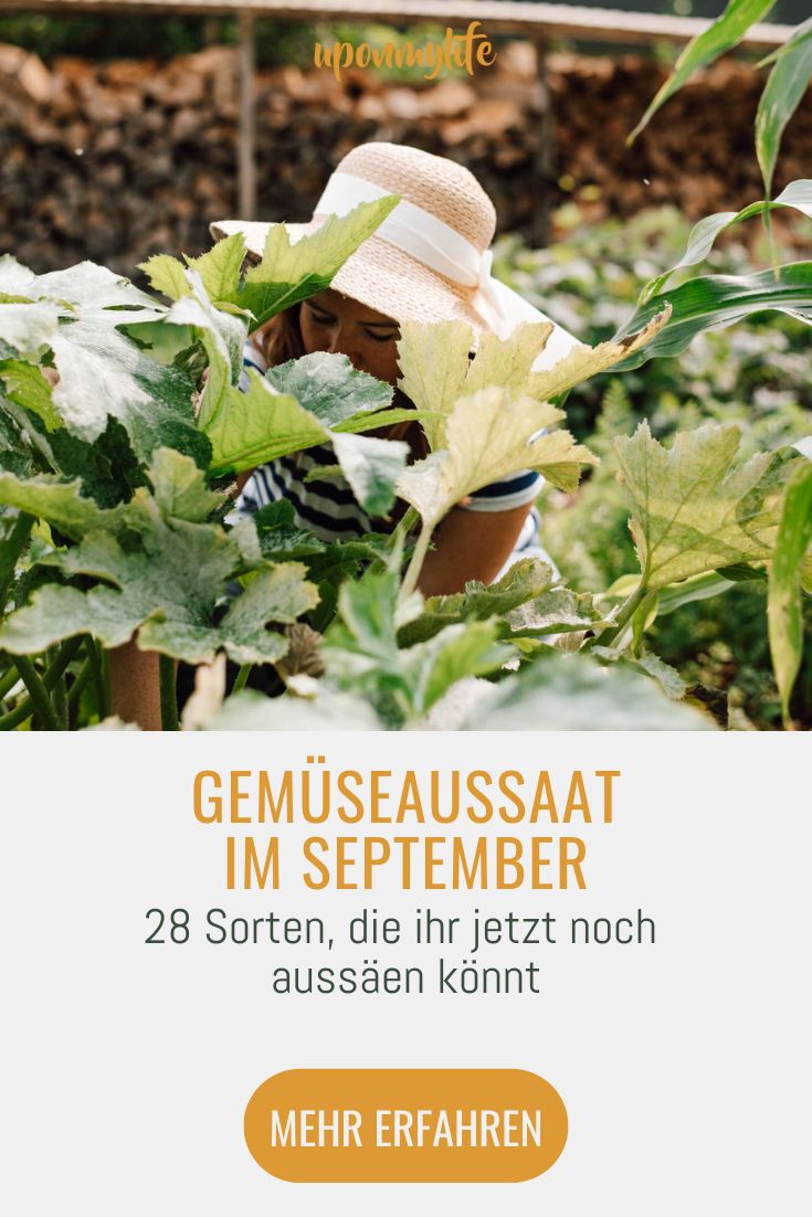 Gemüse Aussaat im September 28 Sorten, die ihr jetzt noch aussäen und