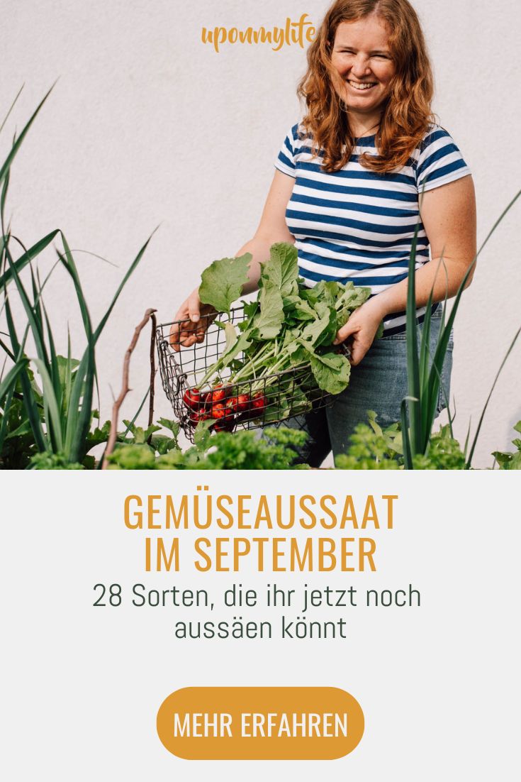 Gemüse Aussaat im September 28 Sorten, die ihr jetzt noch aussäen und