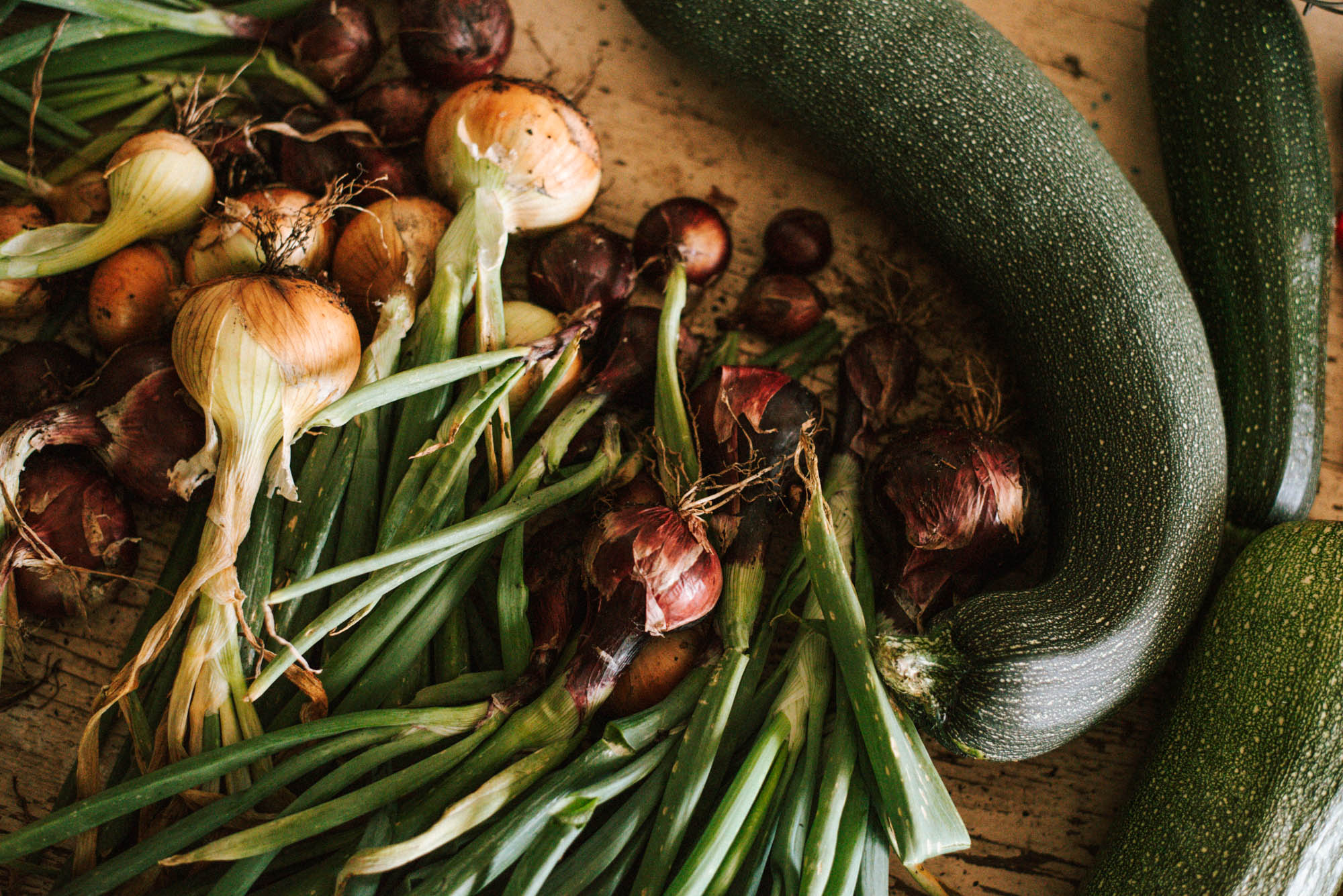 Gemüse Aussaat im September 28 Sorten, die ihr jetzt noch aussäen und