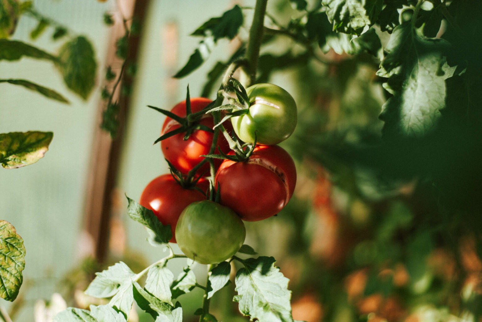 Gründüngung nach Tomaten Fruchtfolge auf Tomaten Anbau