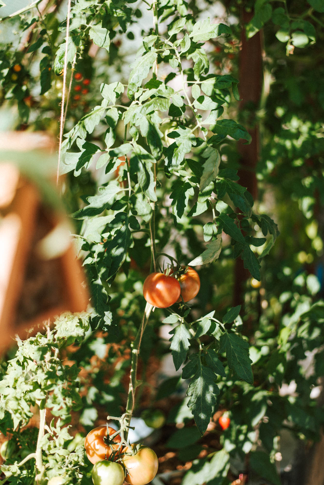 Vorteile der Mischkultur bei Tomaten & passende Pflanzen, die Wachstum & Ernte der Tomaten fördern & Schädlinge/ Krankheiten verhalten