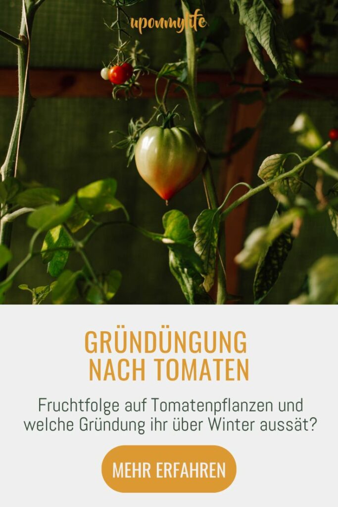 Gründüngung nach Tomaten Anbau: Die Fruchtfolge auf Tomatenpflanzen und welche Gründung ihr über Winter ins Gewächshaus oder Tomatenbeet sät.