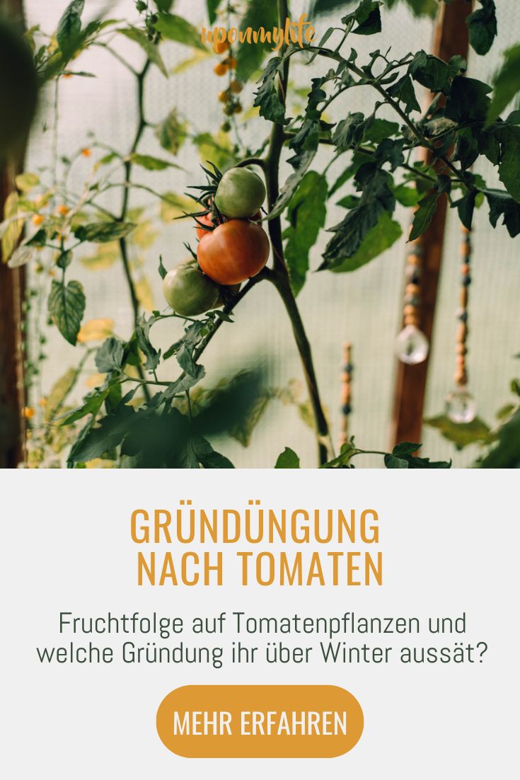 Gründüngung nach Tomaten Fruchtfolge auf Tomaten Anbau