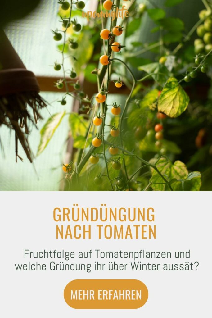 Gründüngung nach Tomaten Anbau: Die Fruchtfolge auf Tomatenpflanzen und welche Gründung ihr über Winter ins Gewächshaus oder Tomatenbeet sät.