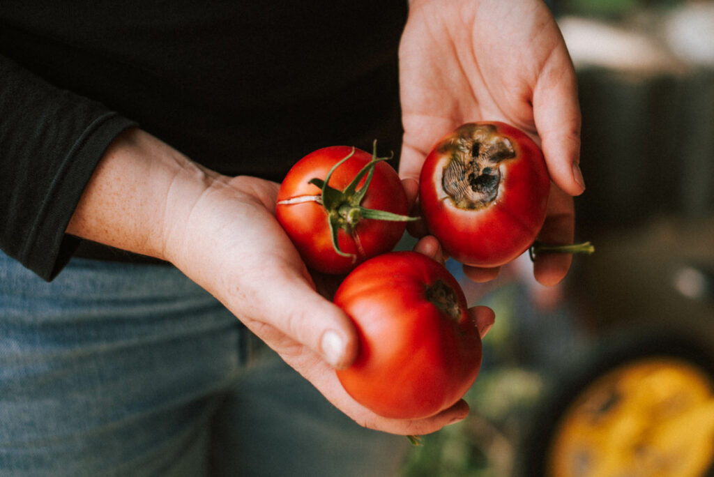 Tomaten anbauen: Die 7 wichtigsten Tipps für eure reiche Ernte und Tomaten die durch die Decke wachsen, im Hochbeet, Freiland, Balkon ...