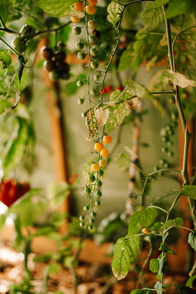 Tomaten anbauen: Die 7 wichtigsten Tipps für eure reiche Ernte und Tomaten die durch die Decke wachsen, im Hochbeet, Freiland, Balkon ...