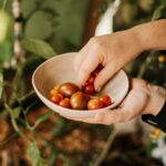 Tomaten anbauen: Die 7 wichtigsten Tipps für eure reiche Ernte und Tomaten die durch die Decke wachsen, im Hochbeet, Freiland, Balkon ...