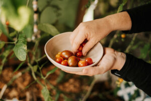 Tomaten anbauen: Die 7 wichtigsten Tipps für eure reiche Ernte und Tomaten die durch die Decke wachsen, im Hochbeet, Freiland, Balkon ...