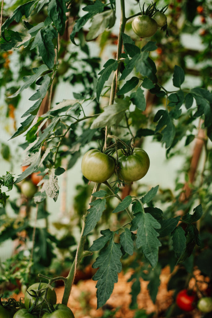 Garten winterfest machen - welche Arbeiten fallen im Gemüsegarten im November noch an: Tomaten nachreifen, Mulchen, Sträucher schneiden uvm