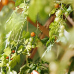 Tomaten ausgeizen: Alles was du über das Ausgeizen und den Anbau von Tomaten und eine reiche Tomatenernte wissen solltest. Jetzt lesen!
