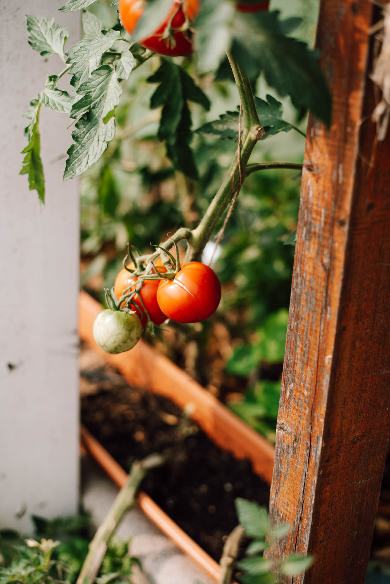 Gr Nd Ngung Nach Tomaten Fruchtfolge Auf Tomaten Anbau