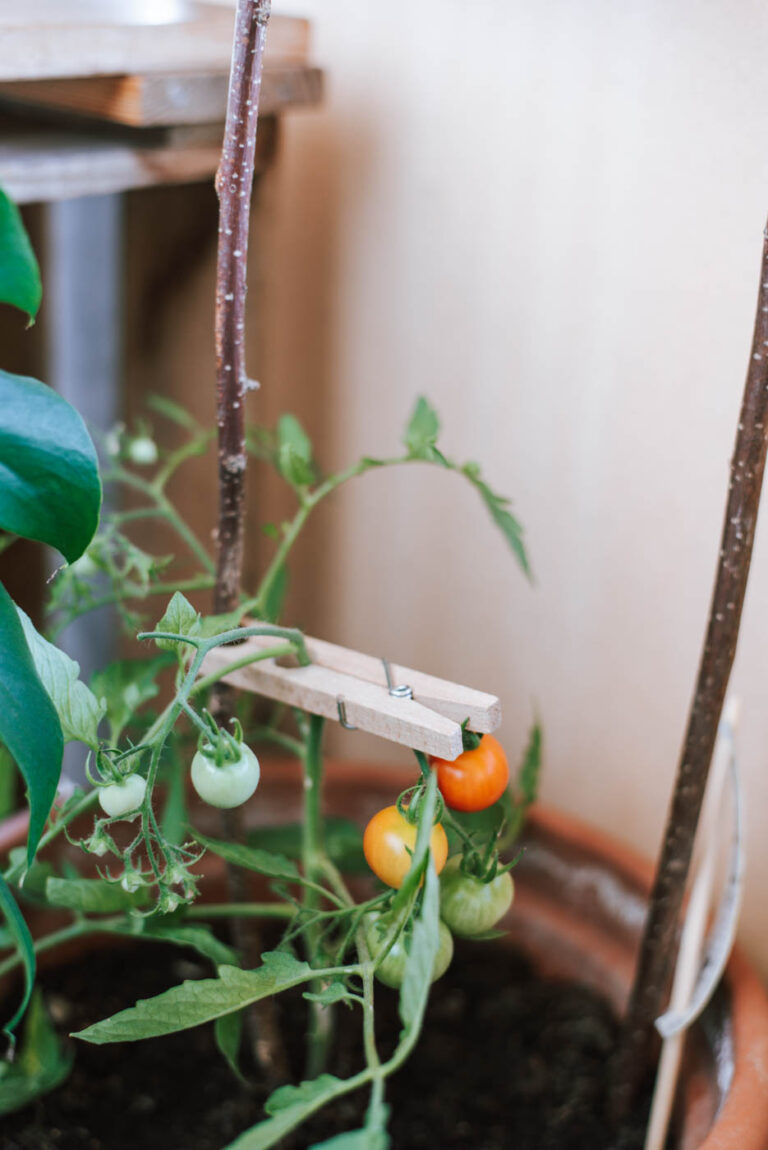 Tomaten im Topf pflanzen 11 Tipps die ihr beachten solltet Uponmylife