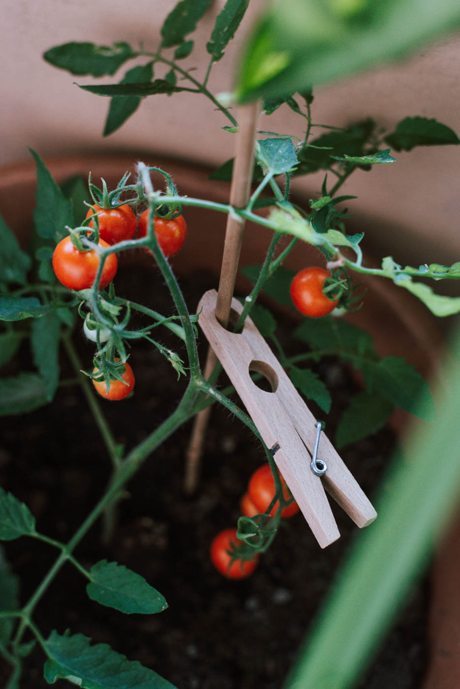 Tomaten im Topf pflanzen 11 Tipps die ihr beachten solltet Uponmylife