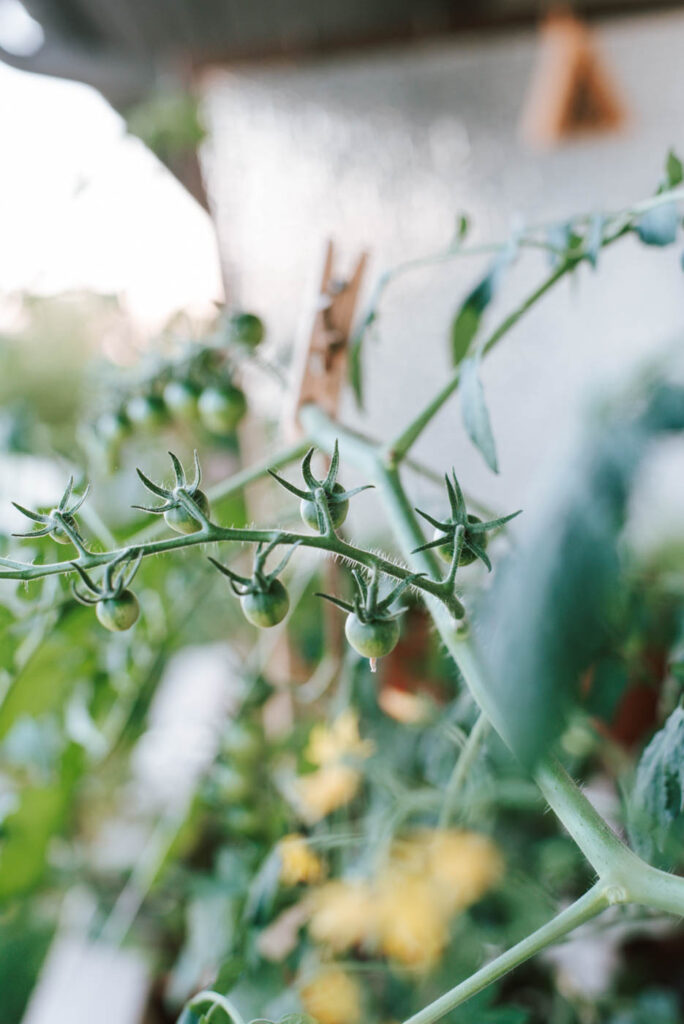 11 Tipps, die ihr kennen solltet wenn ihr eure Tomaten im Topf pflanzen wollt: Topfgröße, Düngen, das richtige Gießen, Sortenwahl ...